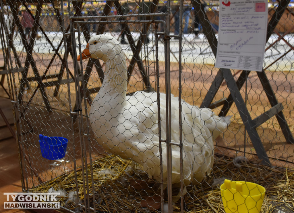Wystawa gołębi, drobiu  i ptaków egzotycznych