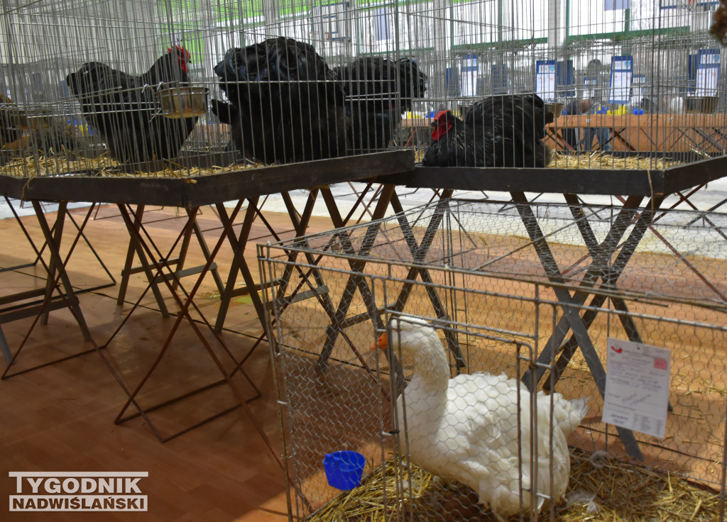 Wystawa gołębi, drobiu  i ptaków egzotycznych