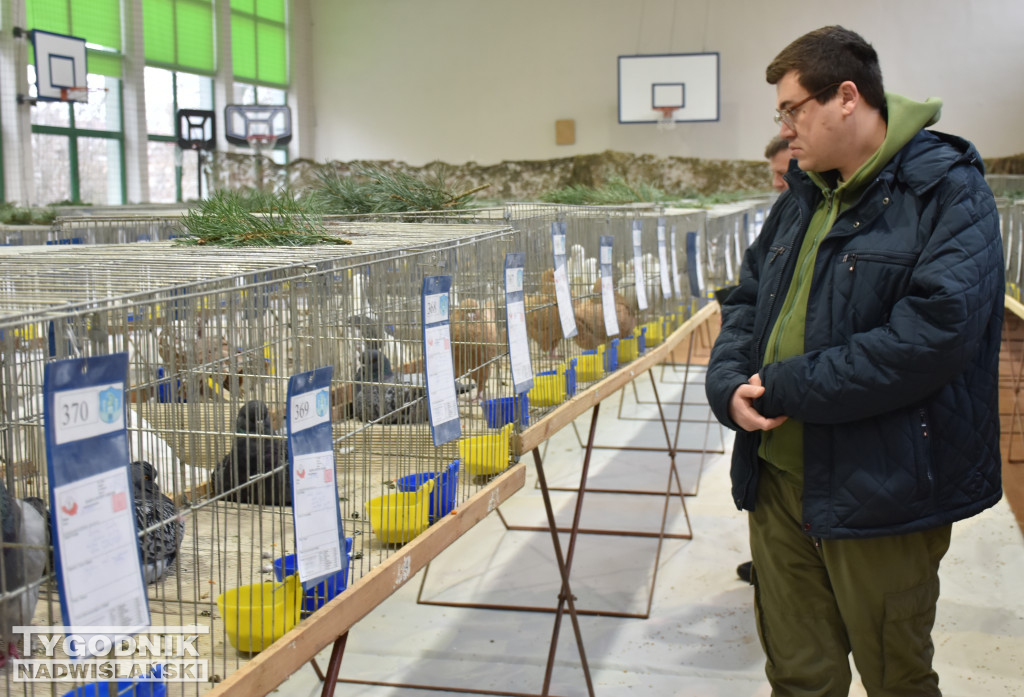 Wystawa gołębi, drobiu  i ptaków egzotycznych