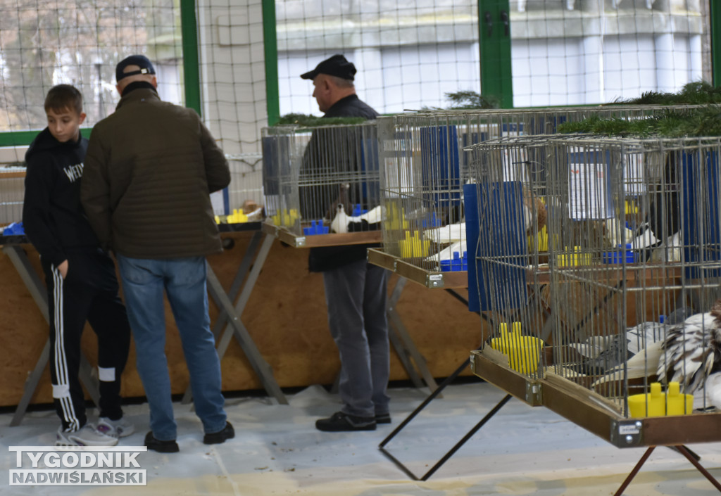 Wystawa gołębi, drobiu  i ptaków egzotycznych