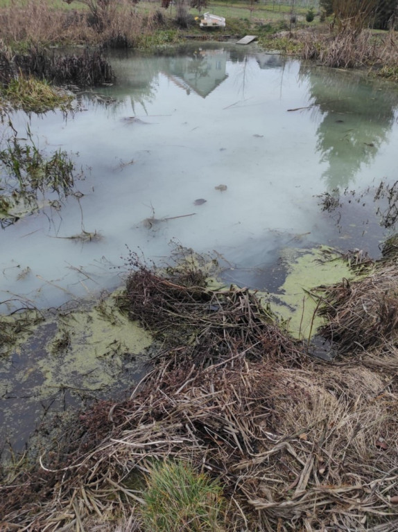 Zanieczyszczona rzeka w gminie Samborzec