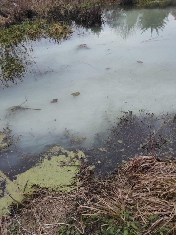 Zanieczyszczona rzeka w gminie Samborzec