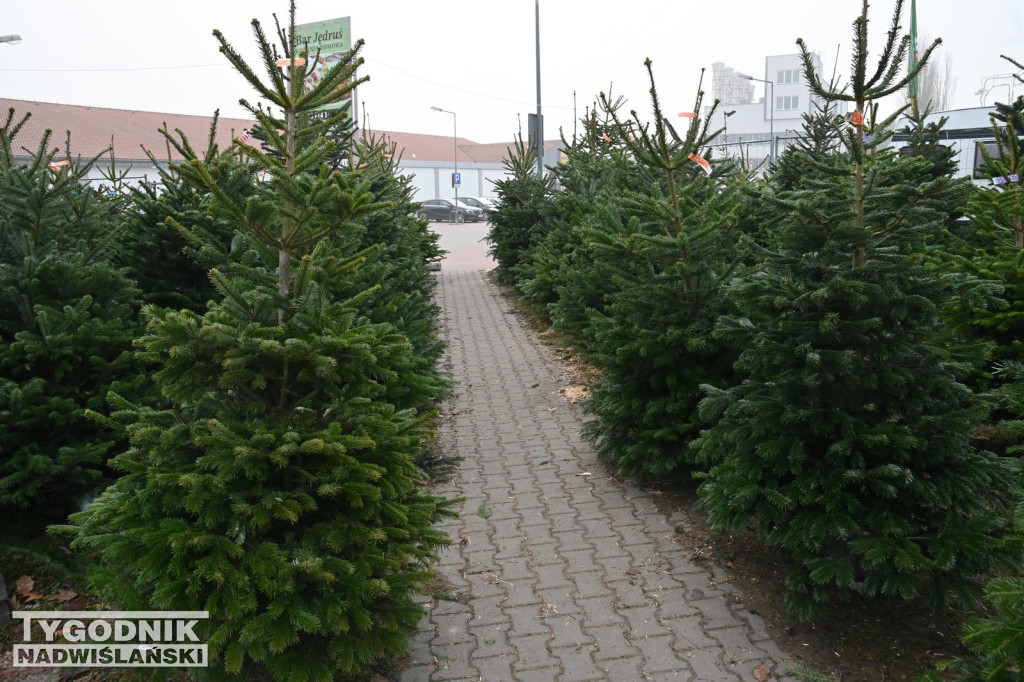 Rozdaliśmy choinki – świąteczna zabawa rozstrzygnięta