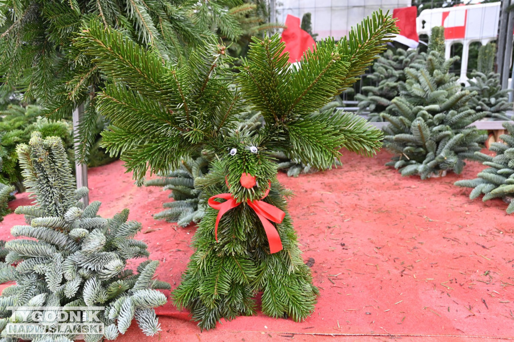 Rozdaliśmy choinki – świąteczna zabawa rozstrzygnięta