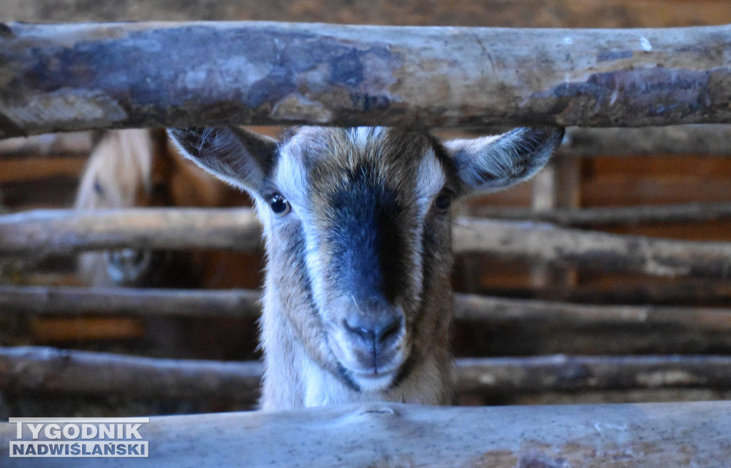 Otwarcie żywej szopki w Sandomierzu