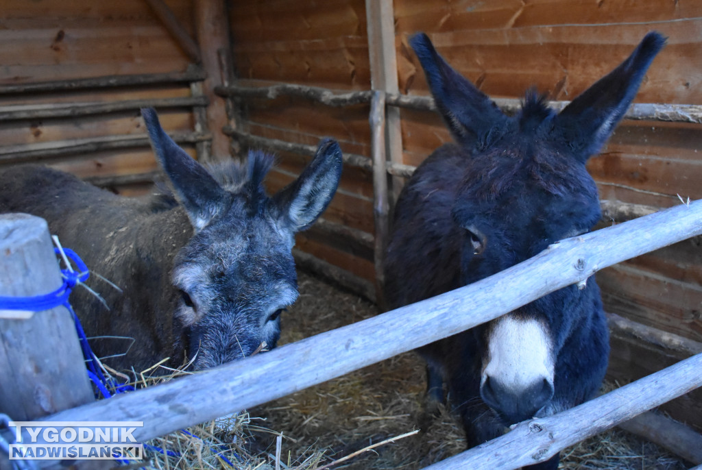 Otwarcie żywej szopki w Sandomierzu