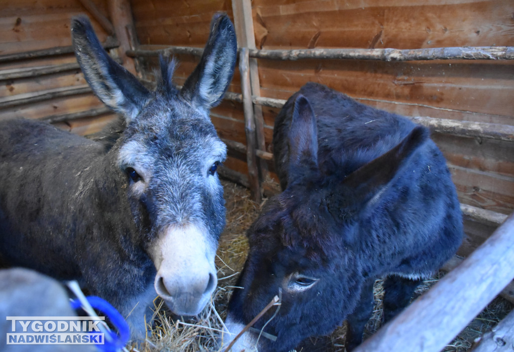 Otwarcie żywej szopki w Sandomierzu