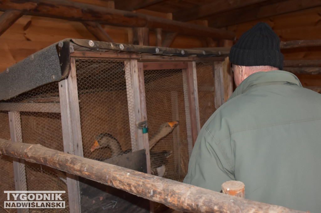 Otwarcie żywej szopki w Sandomierzu