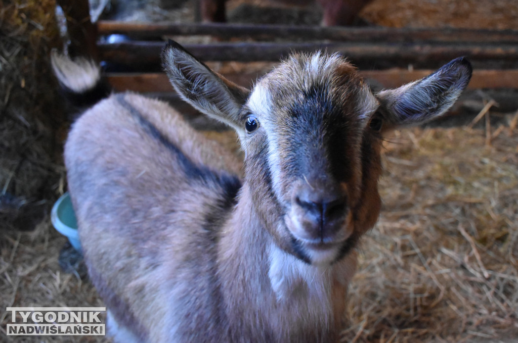 Otwarcie żywej szopki w Sandomierzu