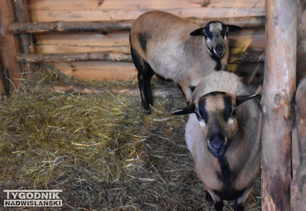 Otwarcie żywej szopki w Sandomierzu