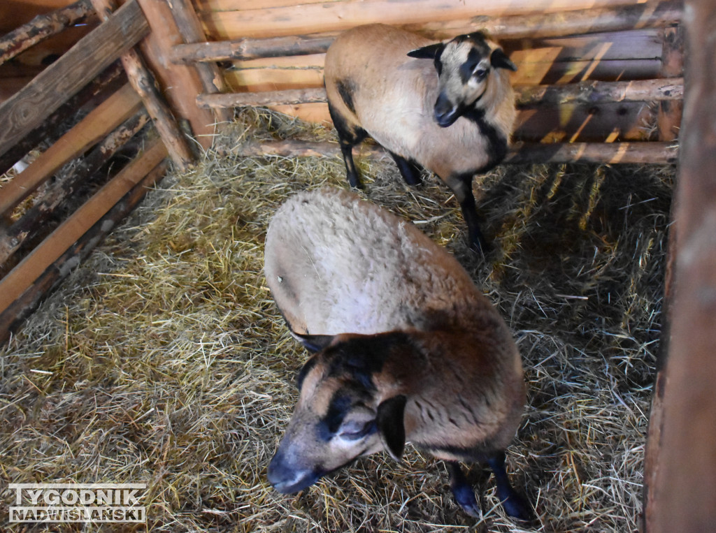Otwarcie żywej szopki w Sandomierzu
