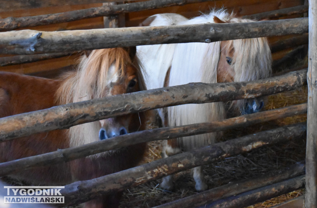 Otwarcie żywej szopki w Sandomierzu