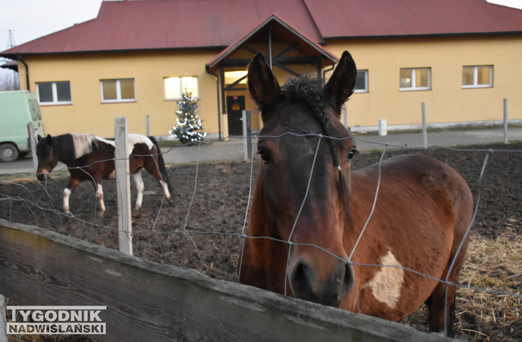 Otwarcie żywej szopki w Sandomierzu