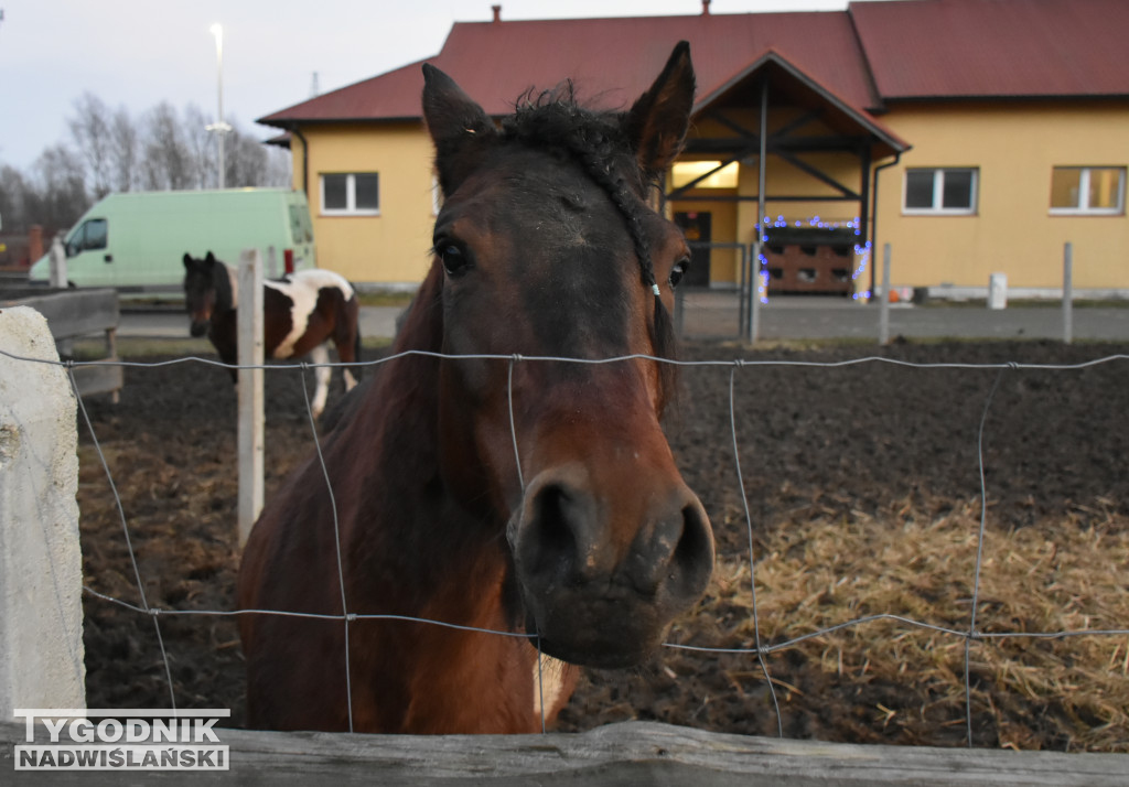 Otwarcie żywej szopki w Sandomierzu
