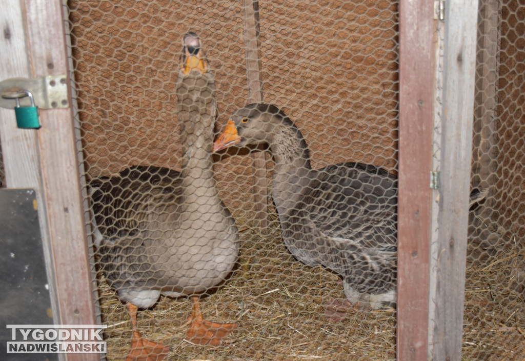 Otwarcie żywej szopki w Sandomierzu