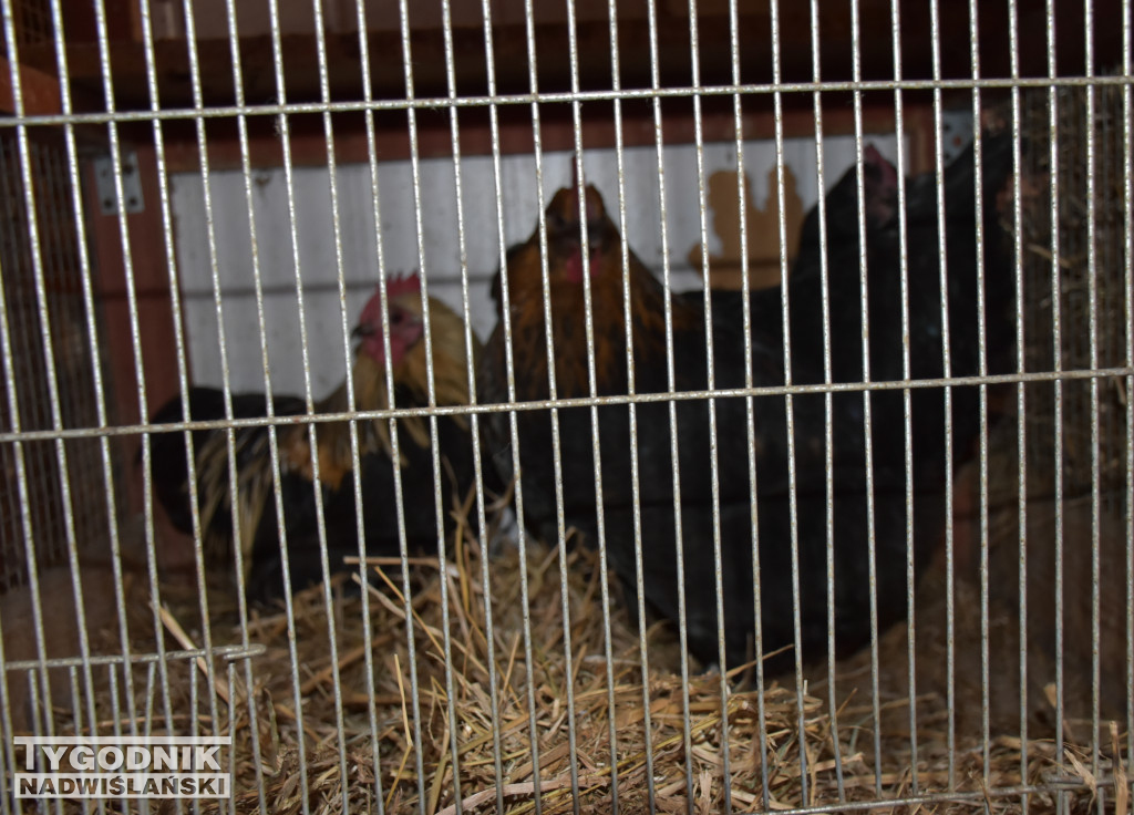 Otwarcie żywej szopki w Sandomierzu