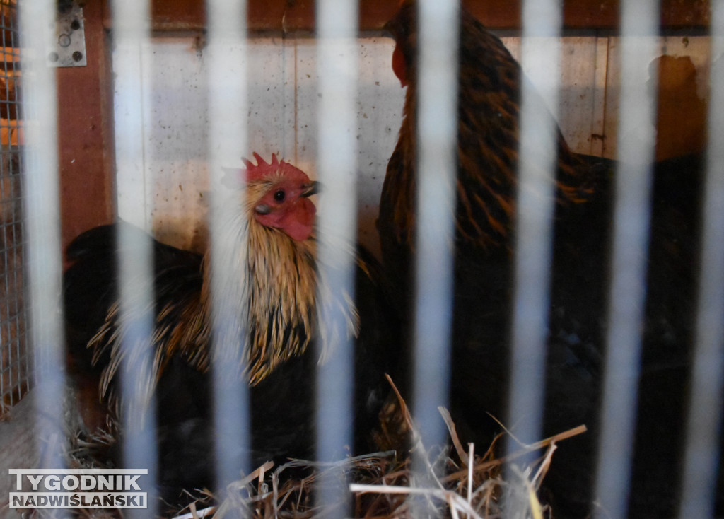 Otwarcie żywej szopki w Sandomierzu