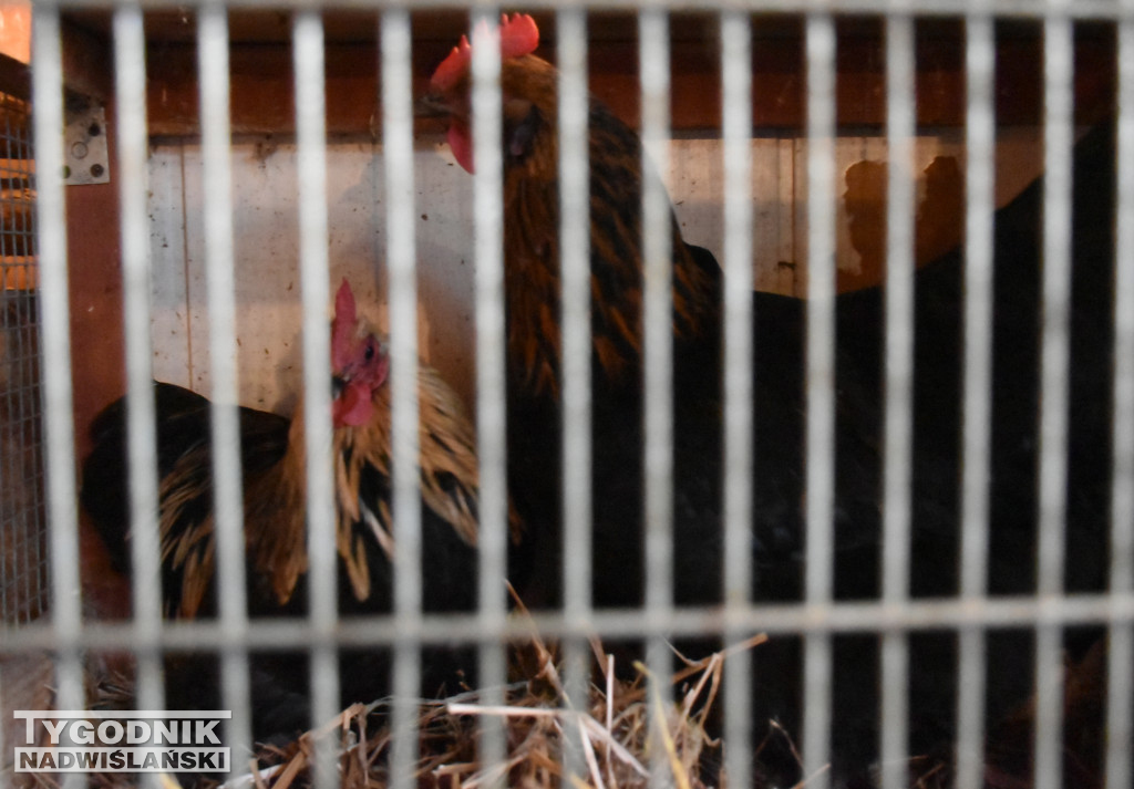 Otwarcie żywej szopki w Sandomierzu