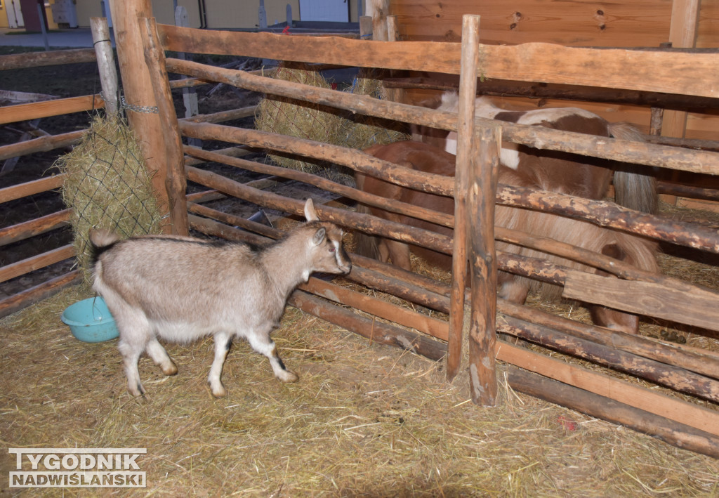 Otwarcie żywej szopki w Sandomierzu