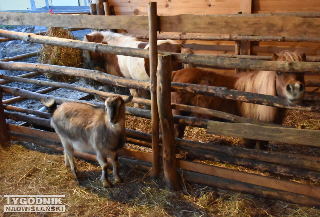Otwarcie żywej szopki w Sandomierzu