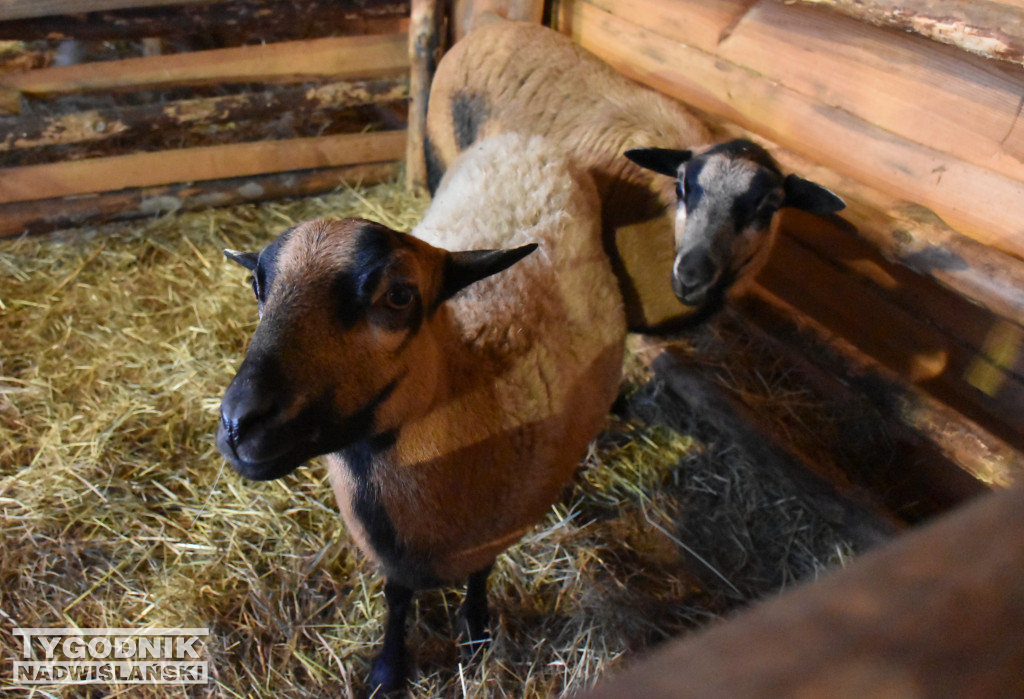 Otwarcie żywej szopki w Sandomierzu