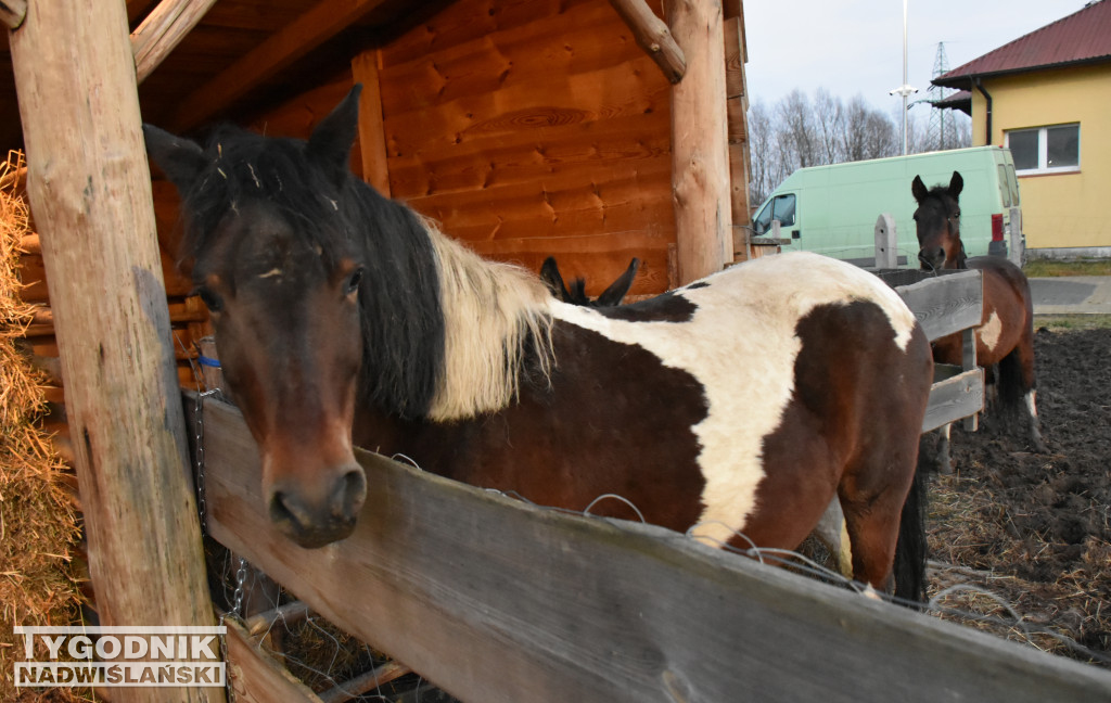 Otwarcie żywej szopki w Sandomierzu