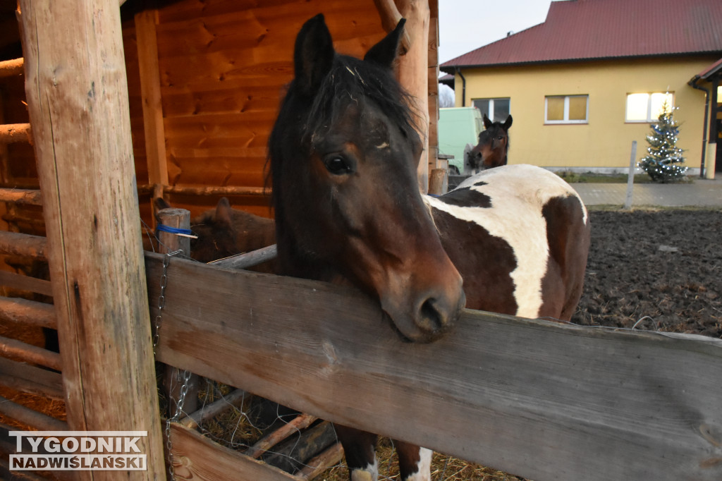 Otwarcie żywej szopki w Sandomierzu