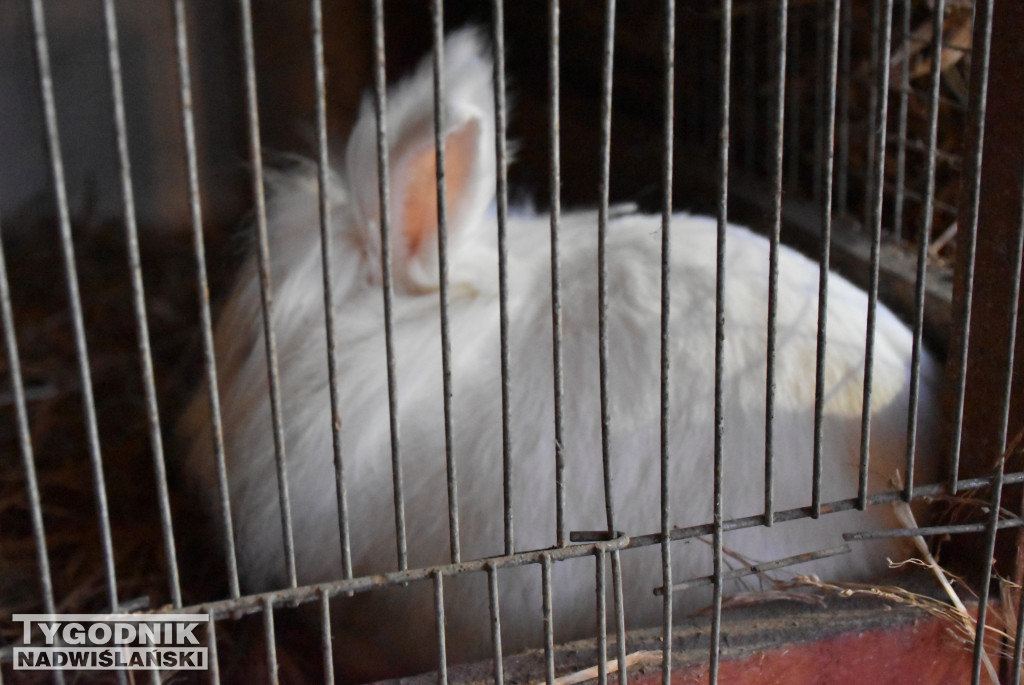 Otwarcie żywej szopki w Sandomierzu