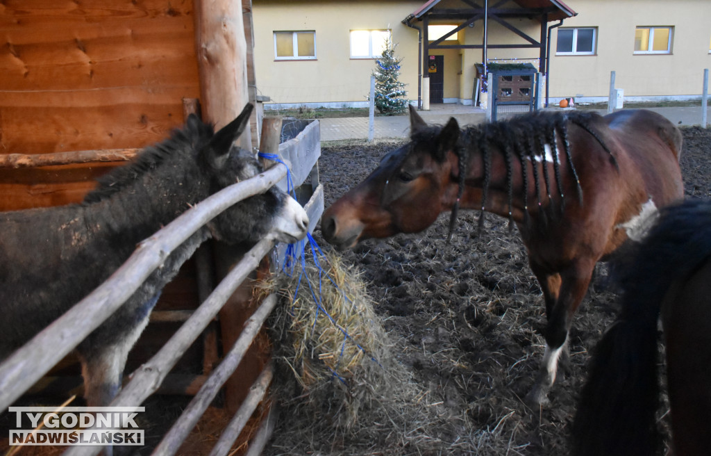 Otwarcie żywej szopki w Sandomierzu