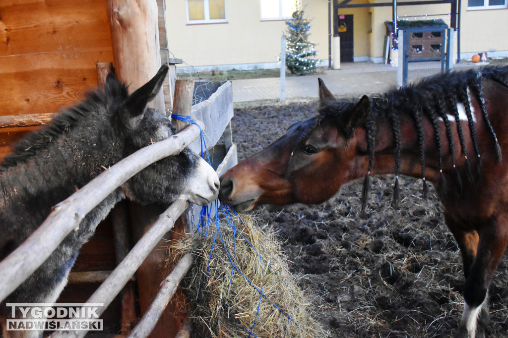 Otwarcie żywej szopki w Sandomierzu