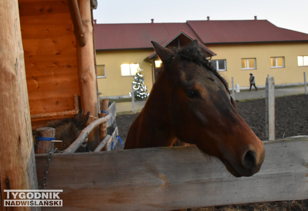 Otwarcie żywej szopki w Sandomierzu