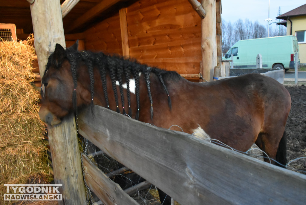 Otwarcie żywej szopki w Sandomierzu