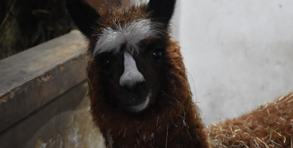 Żywa Szopka w Woli Baranowskiej