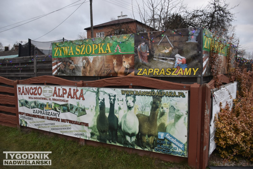 Żywa Szopka w Woli Baranowskiej