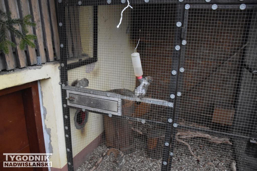 Żywa Szopka w Woli Baranowskiej