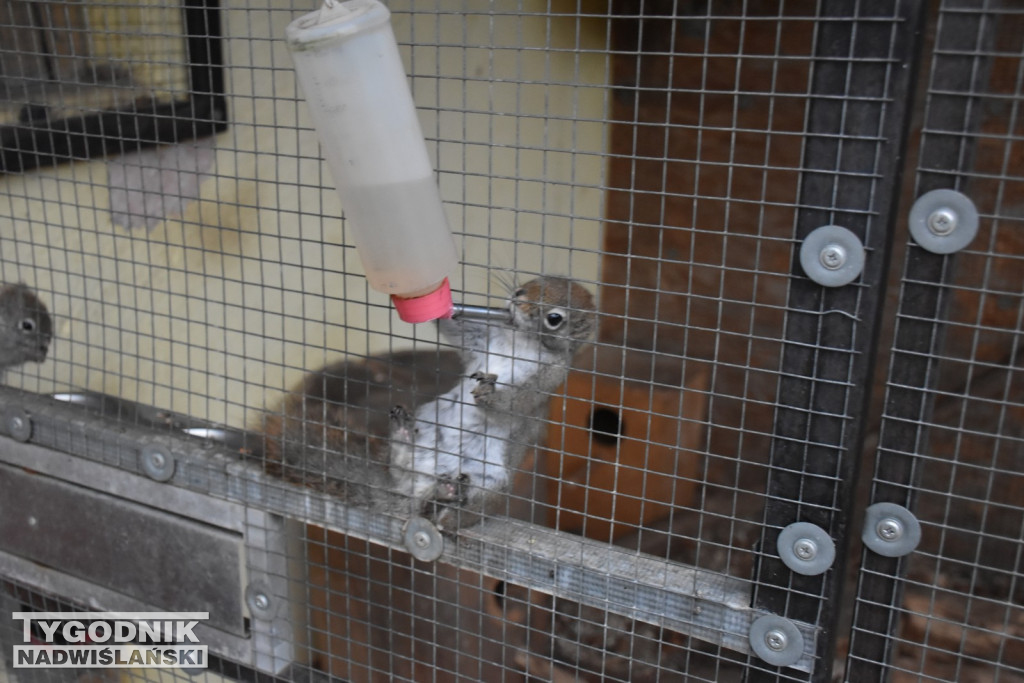 Żywa Szopka w Woli Baranowskiej