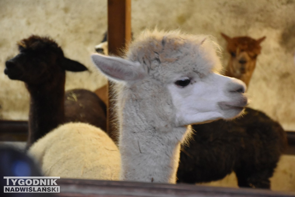 Żywa Szopka w Woli Baranowskiej