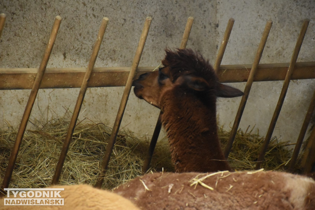 Żywa Szopka w Woli Baranowskiej