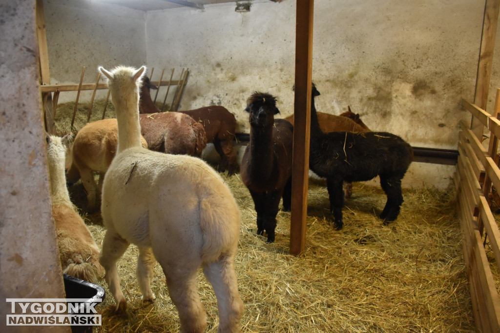 Żywa Szopka w Woli Baranowskiej