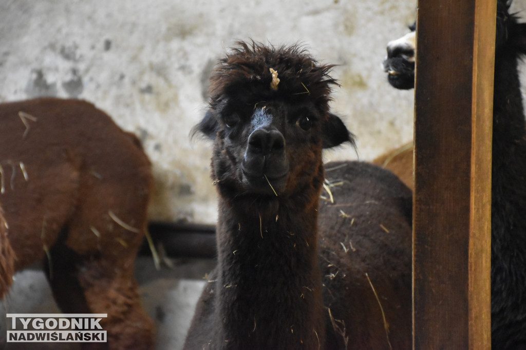 Żywa Szopka w Woli Baranowskiej