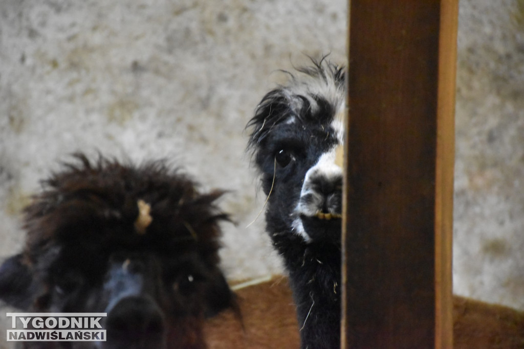 Żywa Szopka w Woli Baranowskiej
