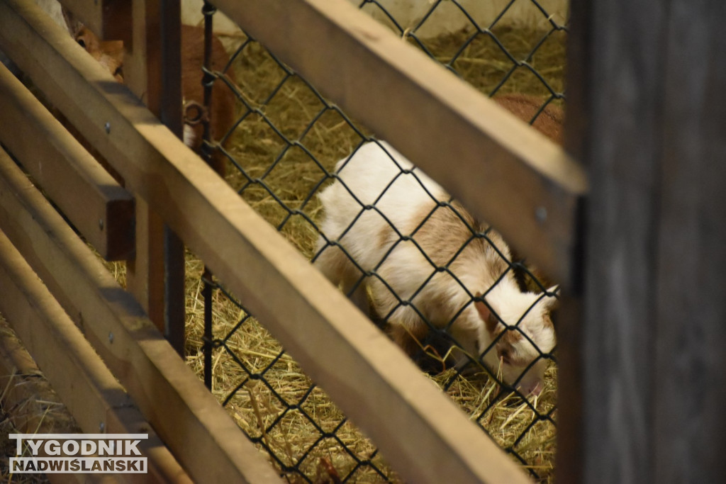 Żywa Szopka w Woli Baranowskiej