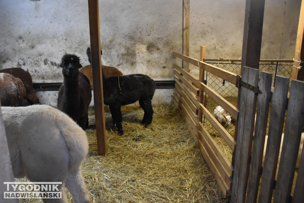 Żywa Szopka w Woli Baranowskiej