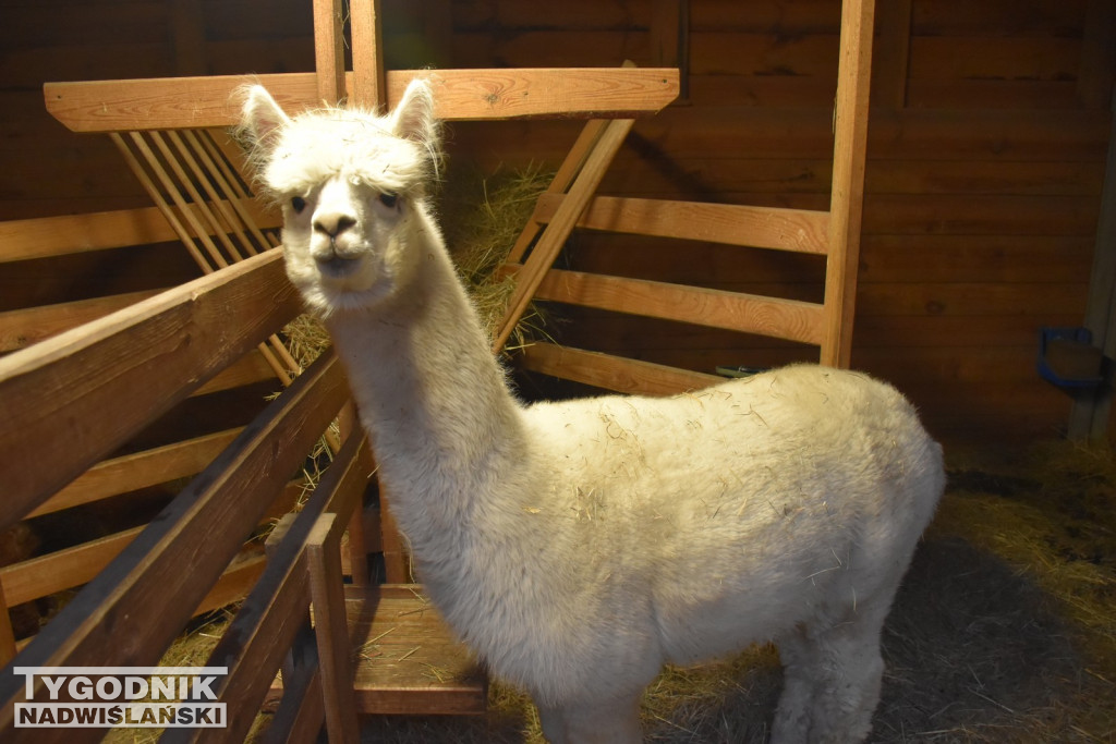 Żywa Szopka w Woli Baranowskiej