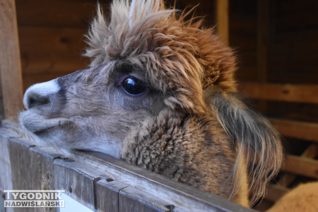 Żywa Szopka w Woli Baranowskiej