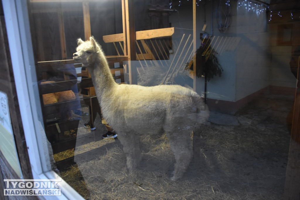 Żywa Szopka w Woli Baranowskiej