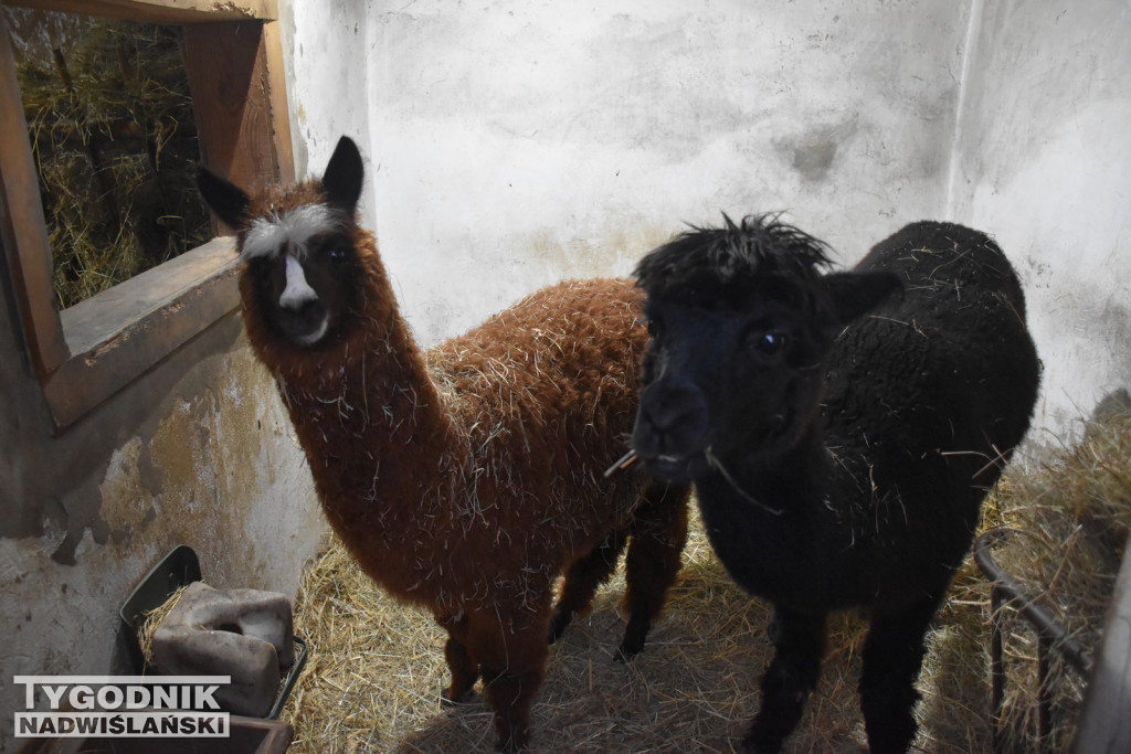 Żywa Szopka w Woli Baranowskiej