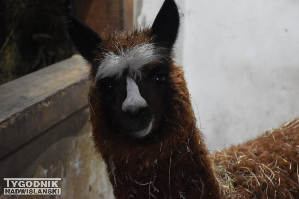 Żywa Szopka w Woli Baranowskiej