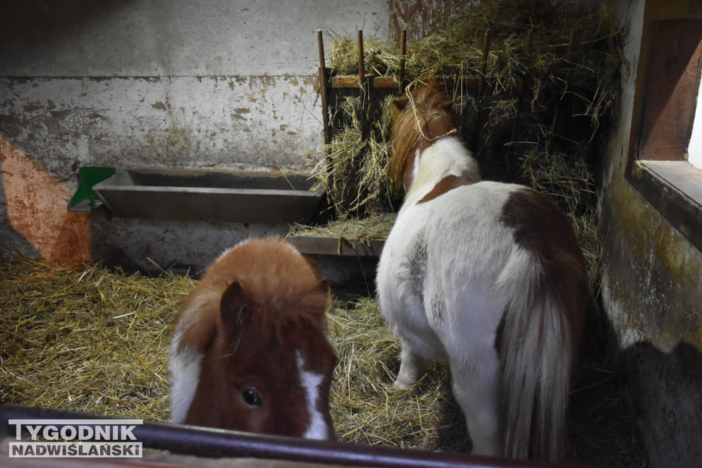 Żywa Szopka w Woli Baranowskiej