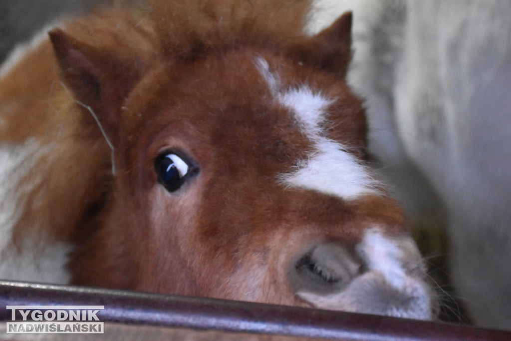 Żywa Szopka w Woli Baranowskiej